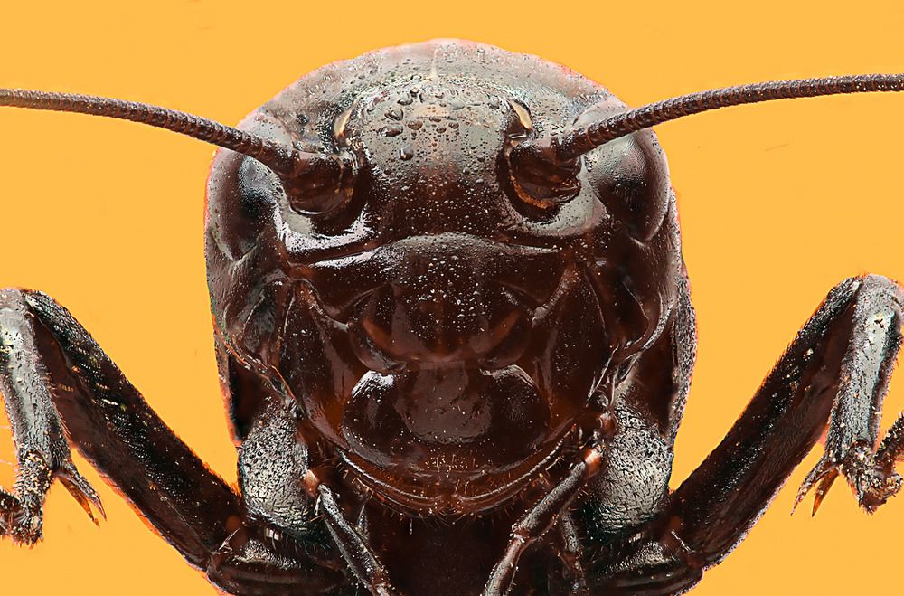 Gryllus portrait