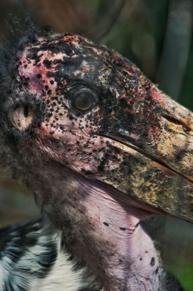 Photograph by Pakhomov Ilya