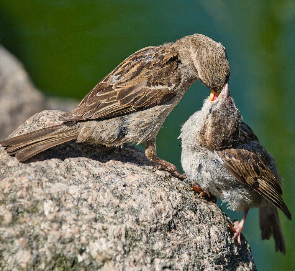 Photograph by Janis Serdienis