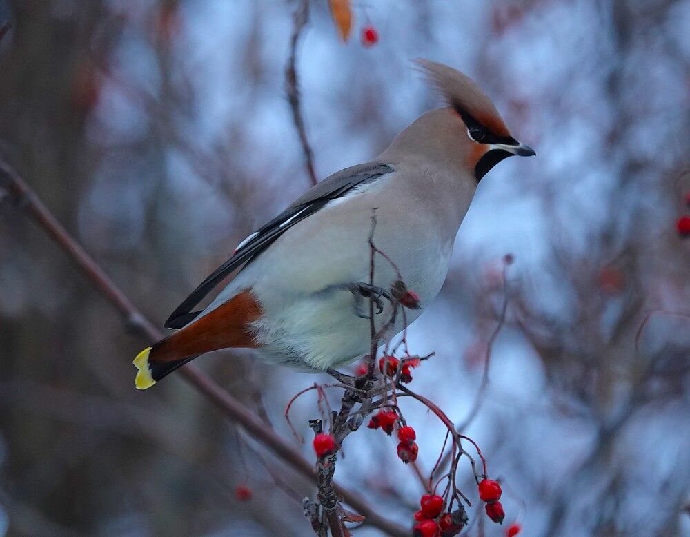Photograph by Zakharov Matvey
