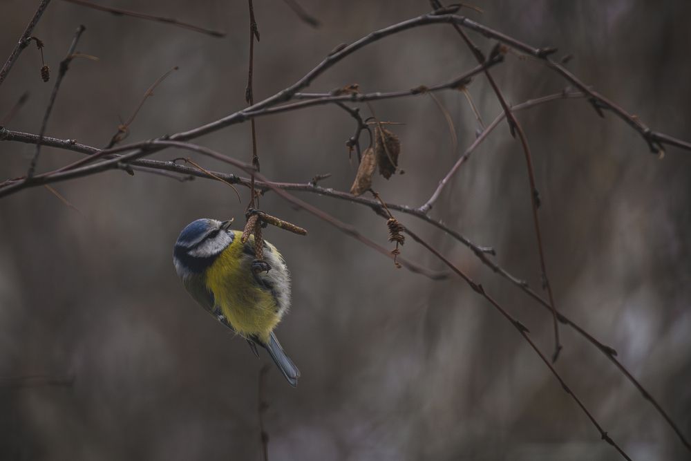 Синица лакомится в мороз \"берёзовыми серёжками\"