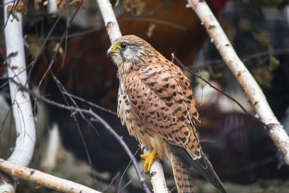 Photograph by Алексей Коврижных