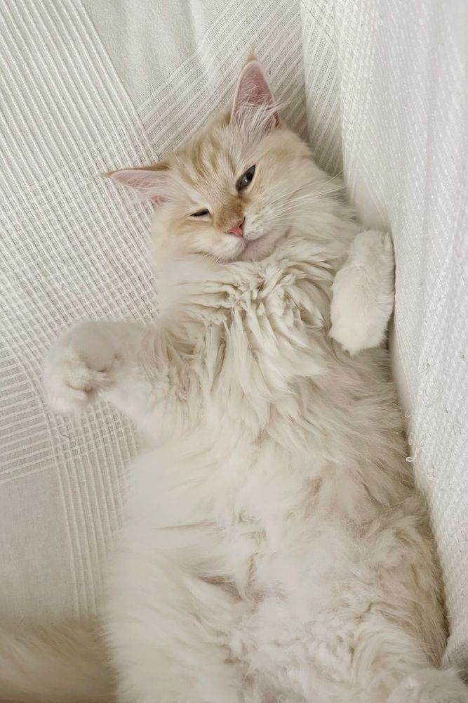 Wink Into Dreamland