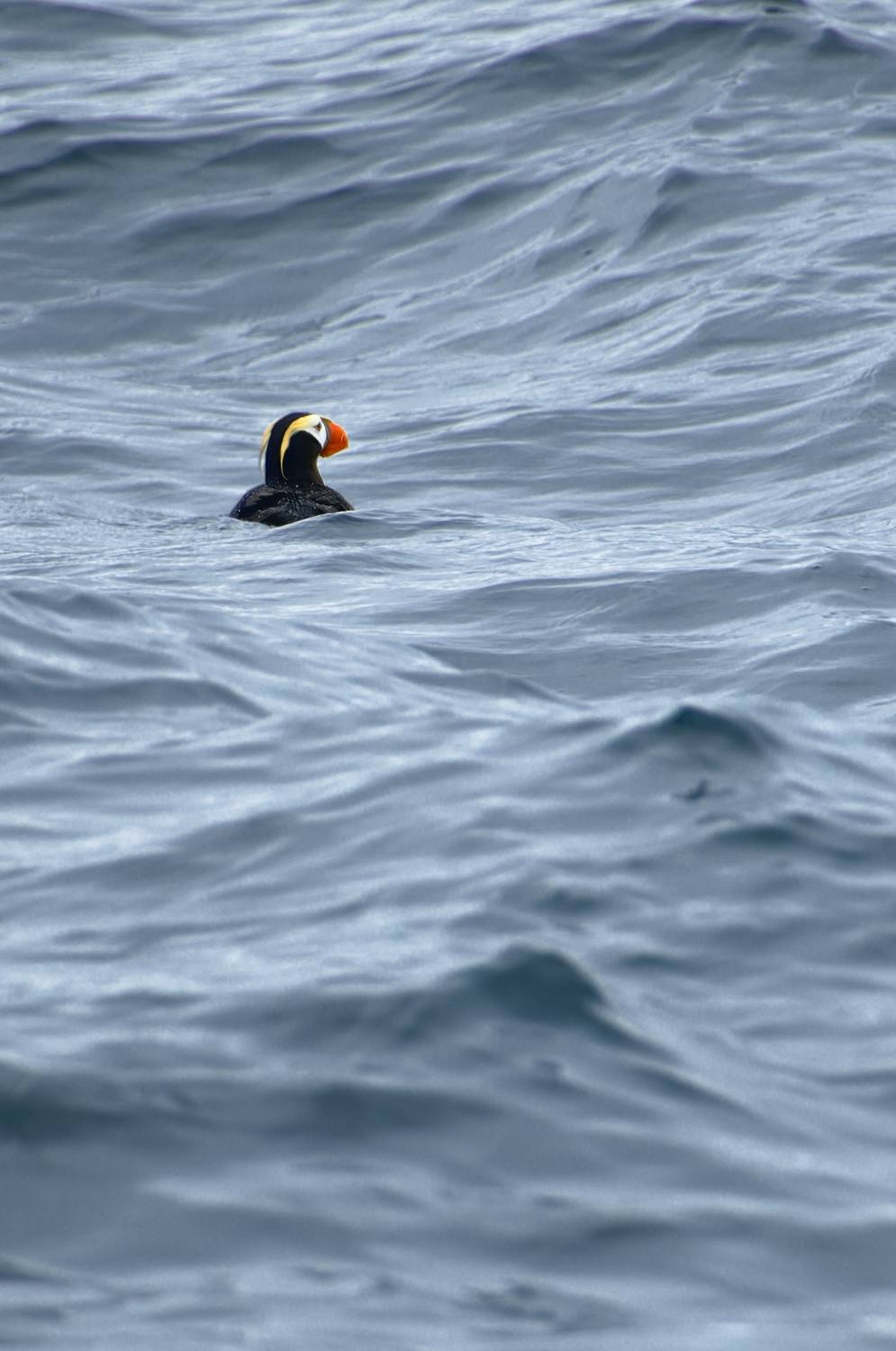 Фотография #13253058