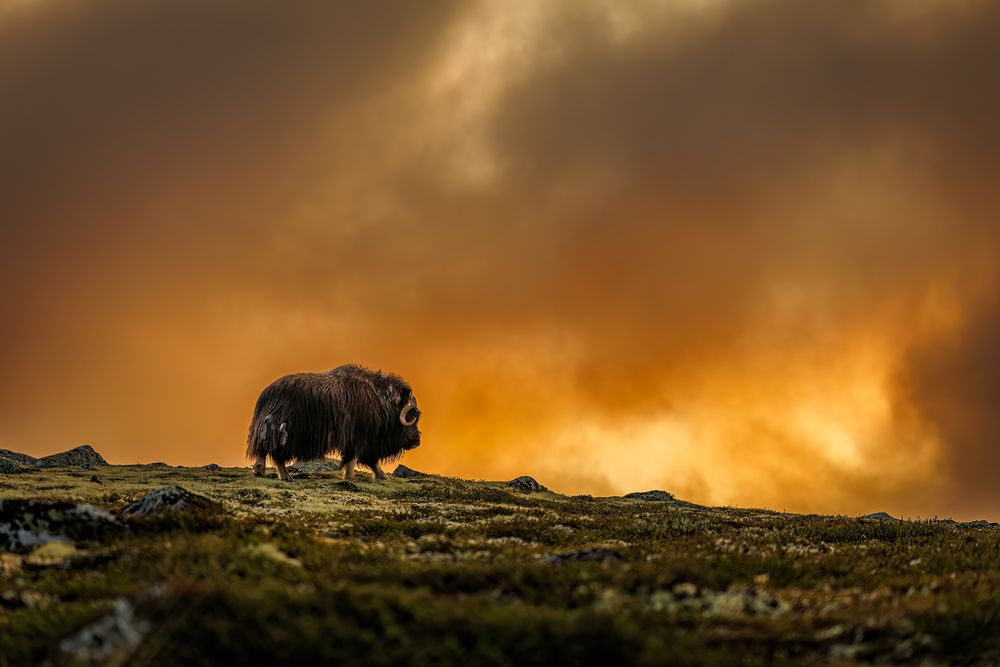 Фотография автора Patryk Kurc