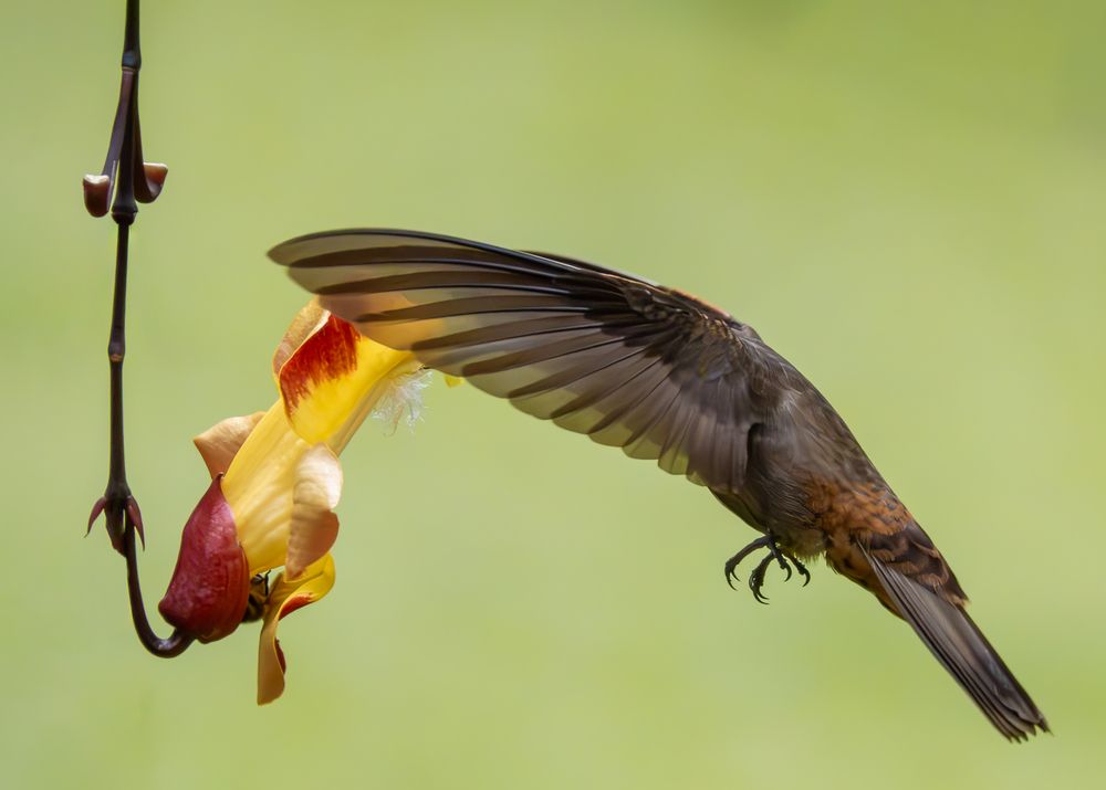 Hover to Live