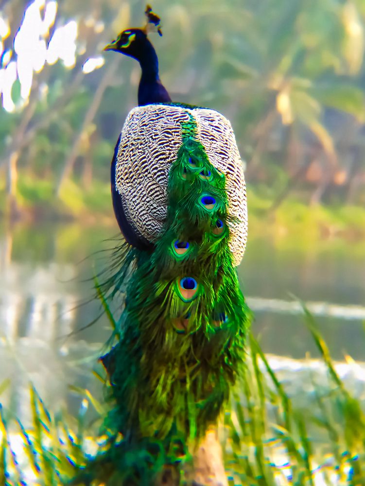 Photograph by SHRIYAKSHI