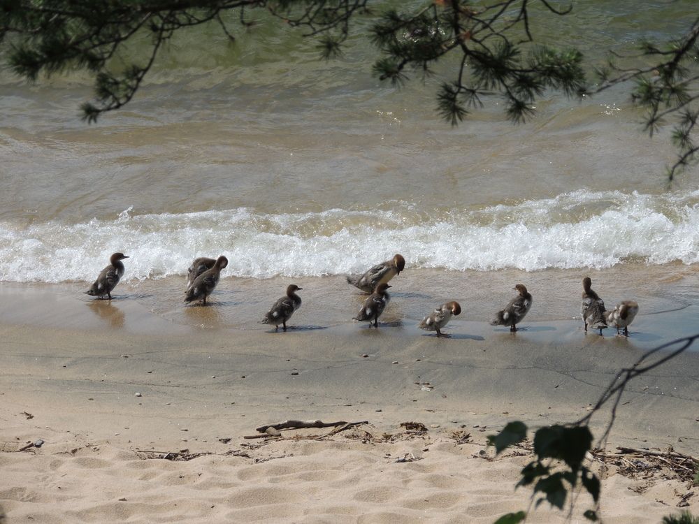 Photograph by Галина Урлапкина