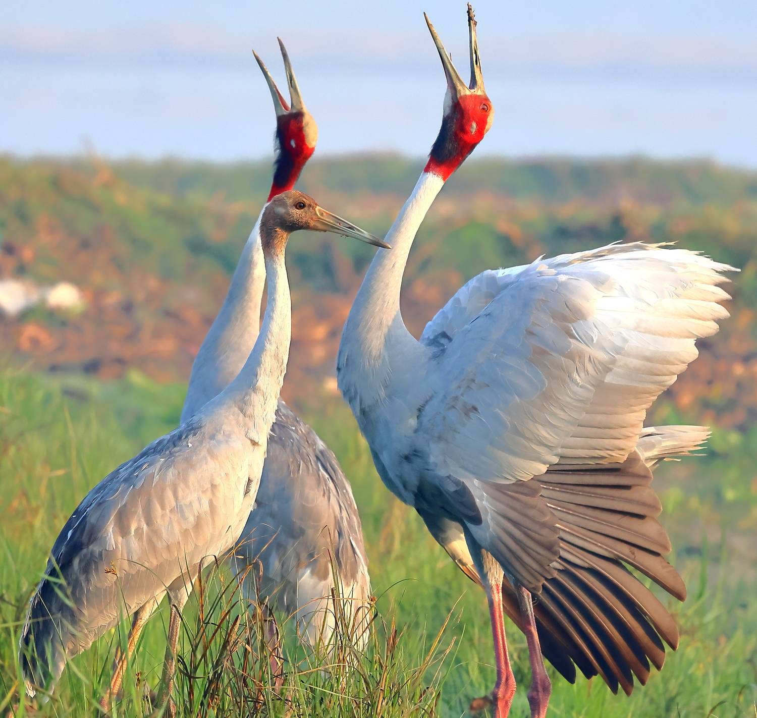 A Family of Sarus Cranes A Family of Sarus Cranes