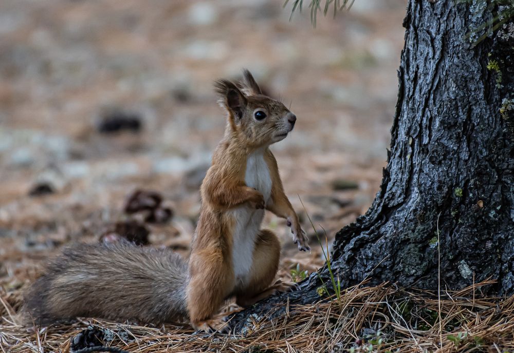 Photograph by Шабалин Игорь