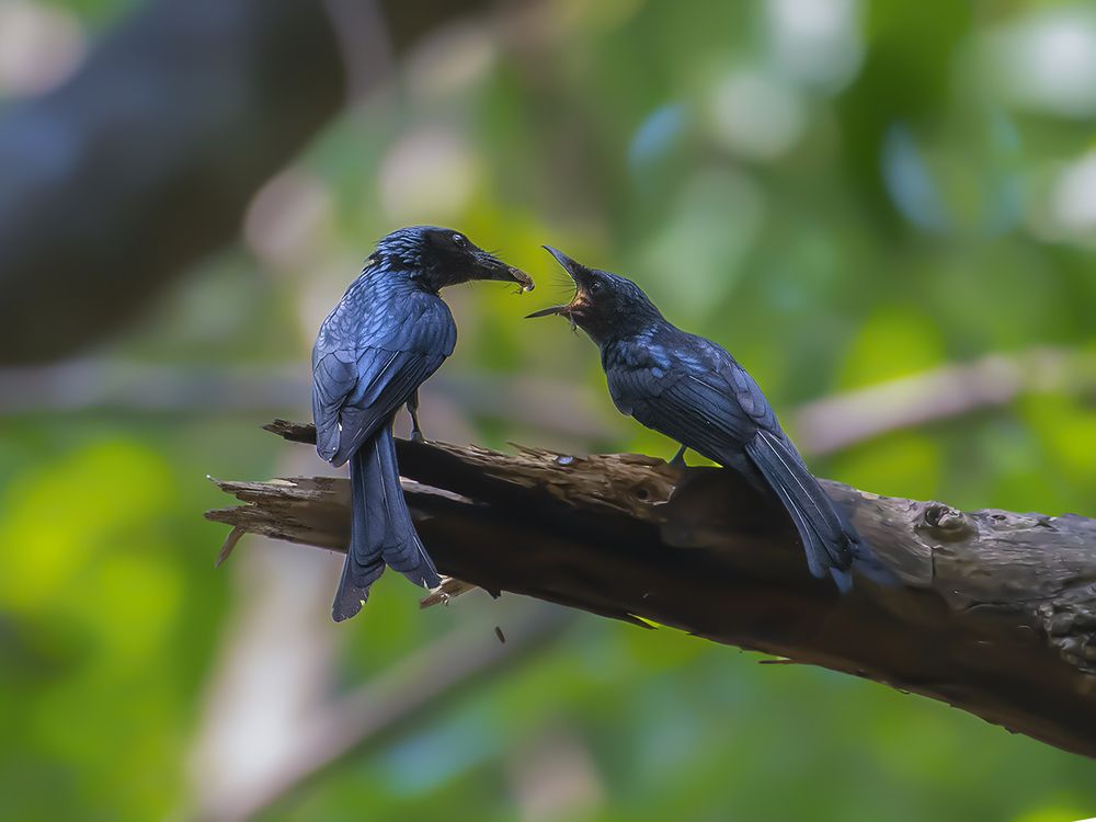 Photograph by Prabaha Chaudhury