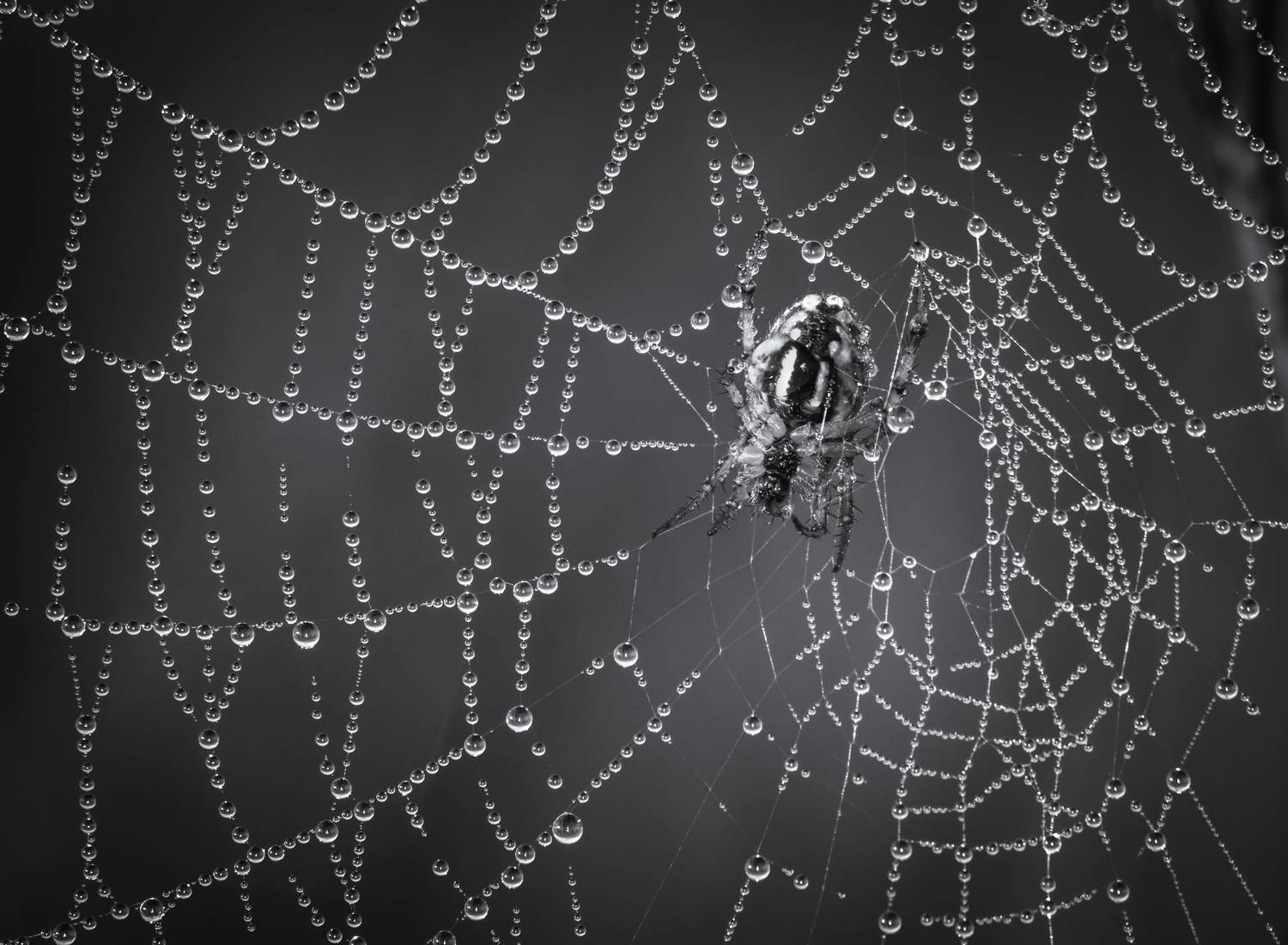 Фотография #13253307