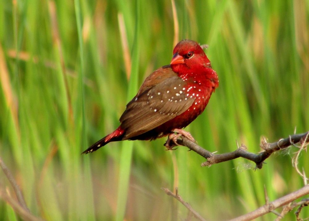 Photograph by Ankur Kundu