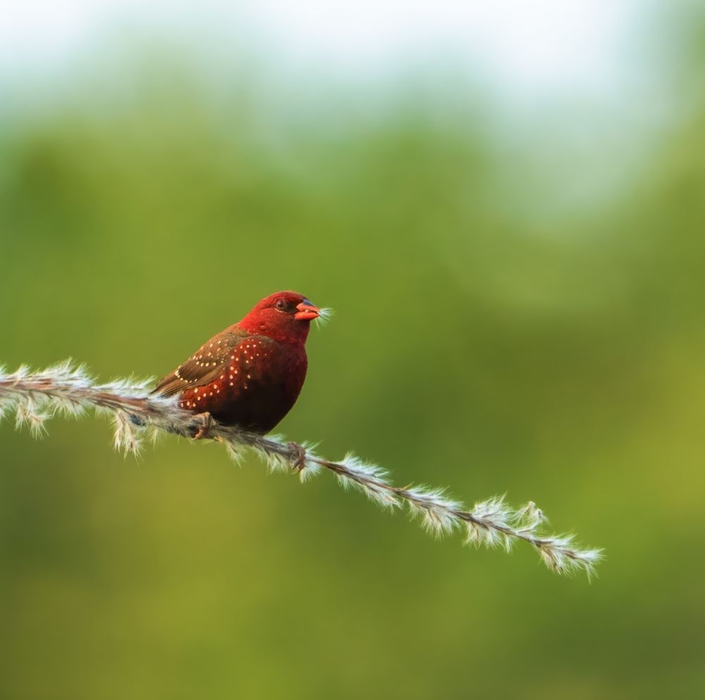 Photograph by Debarghya Banerjee