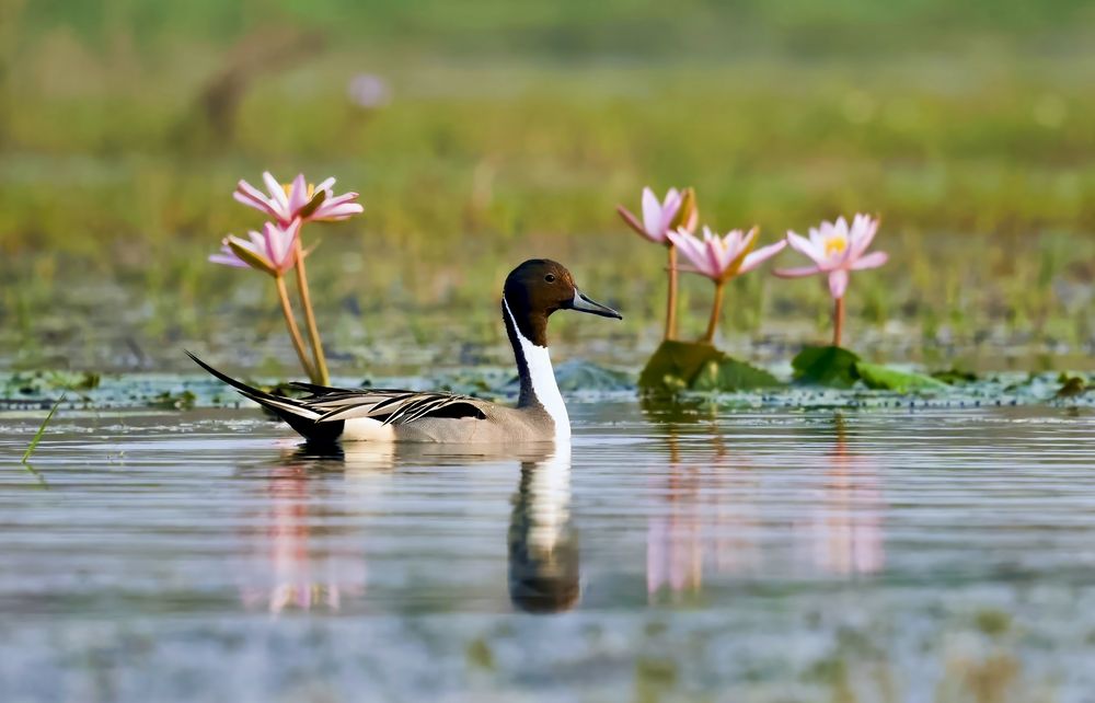 Photograph by Debarghya Banerjee