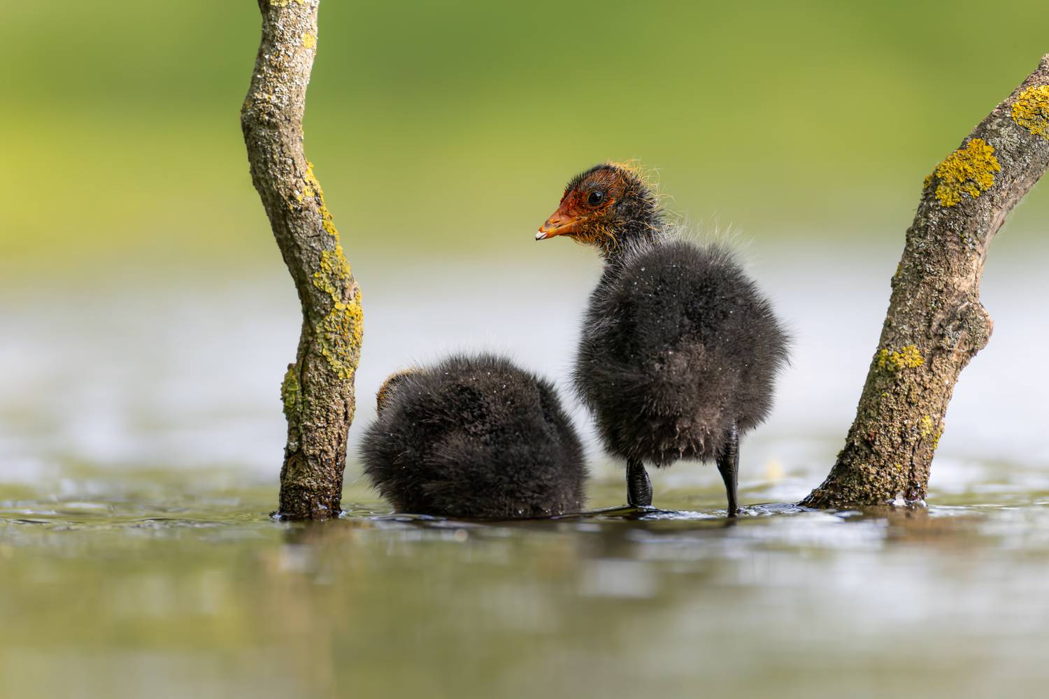 Юный вратарь Юный вратарь