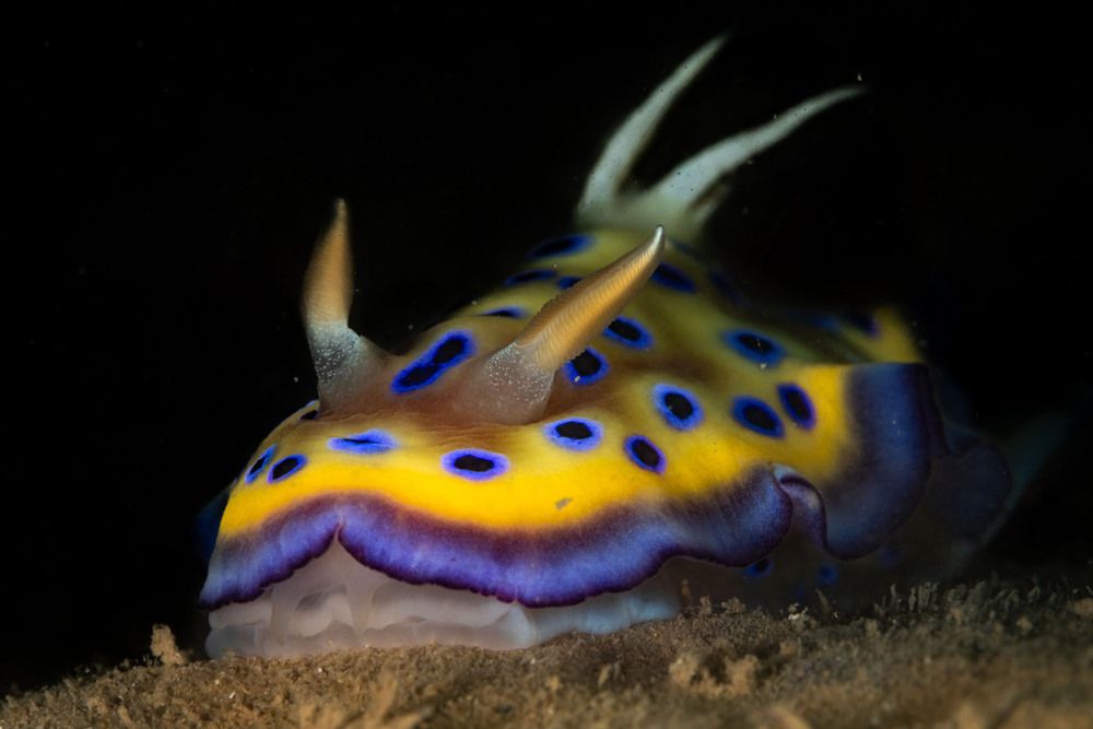 Photograph by ANTONIO VENTURELLI