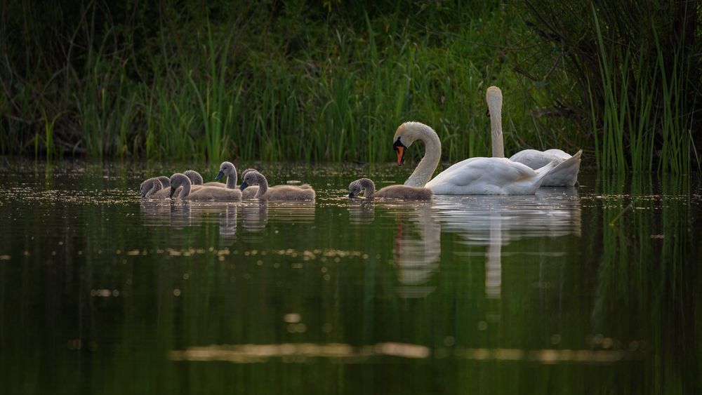 Семейство лебедей.