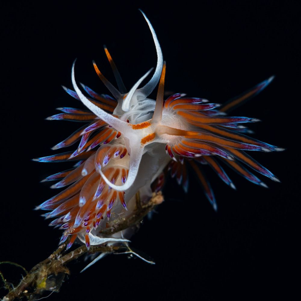 Cratena nudibranchs