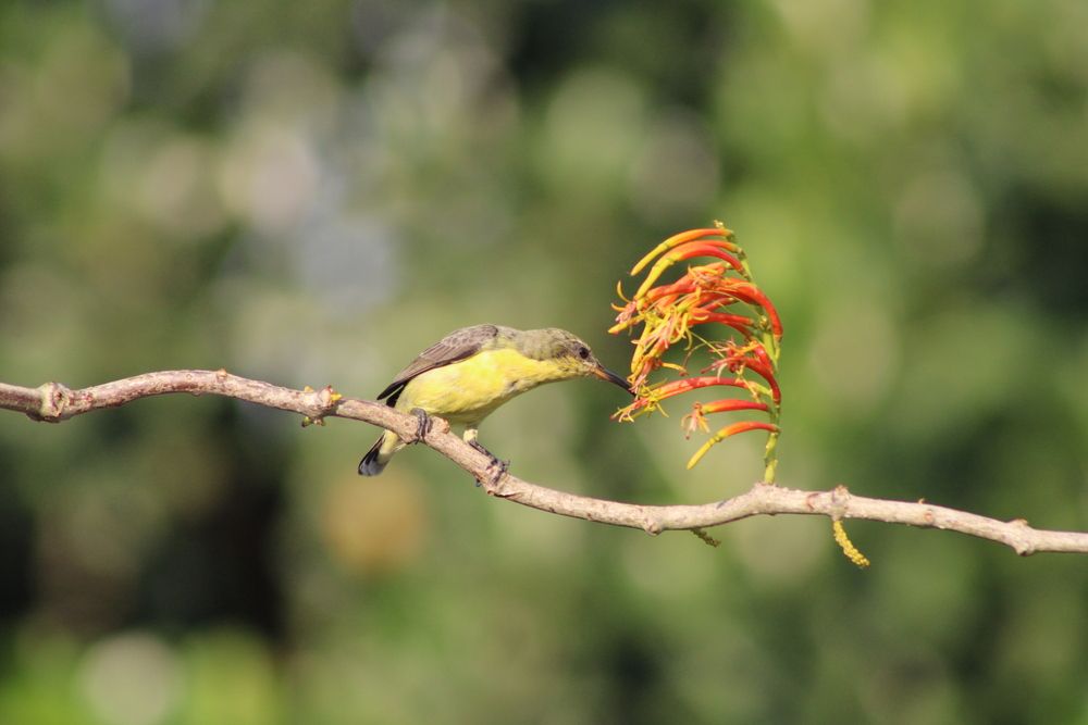 Photograph by Malay Swarnakar