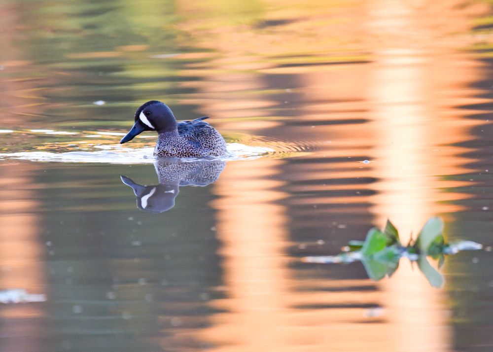Фотография автора Gabriela Bonilla