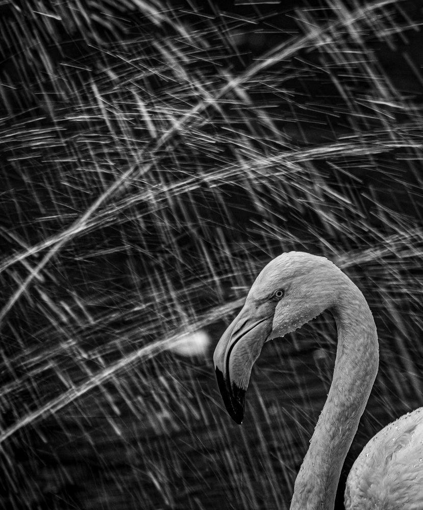 Flamingo