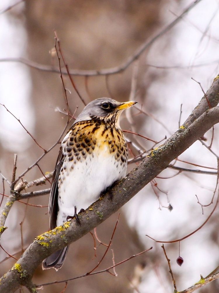 Фотография автора Татьяна Гончарова