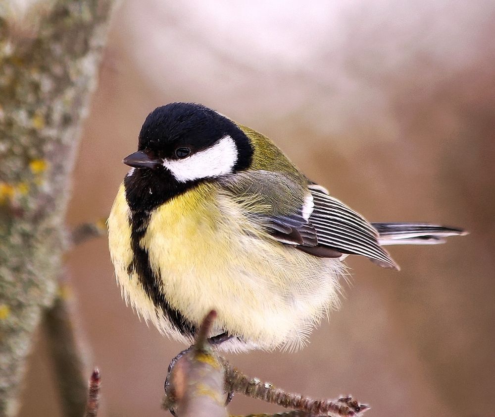 Фотография автора Татьяна Гончарова