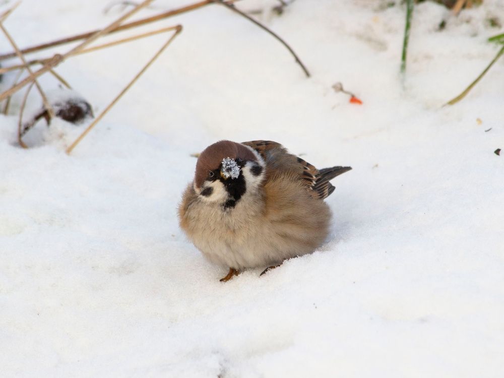 Photograph by Olga Buzuleva