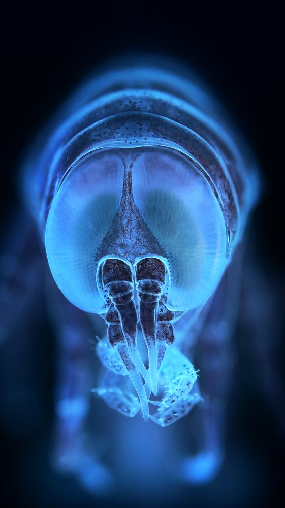 The crustacean Hyperia galba