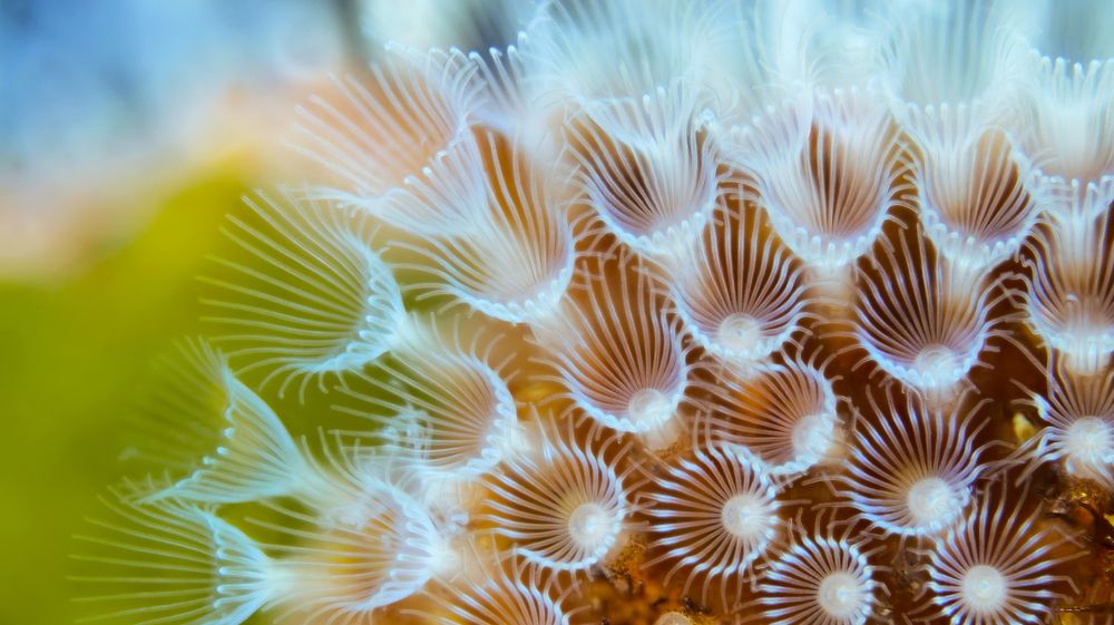 Colony of Bryozoa Flustrellidra hispida