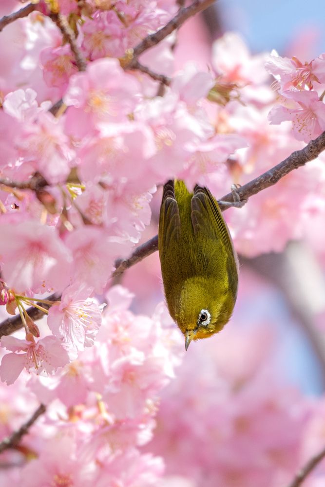 Photograph by Iwamoto Reina