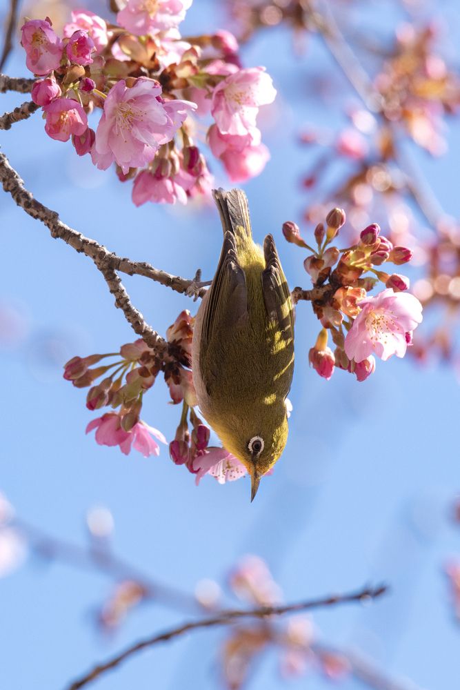 Photograph by Iwamoto Reina