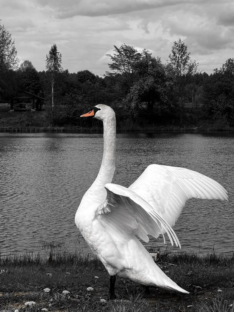 Photograph by Светлана Долганова