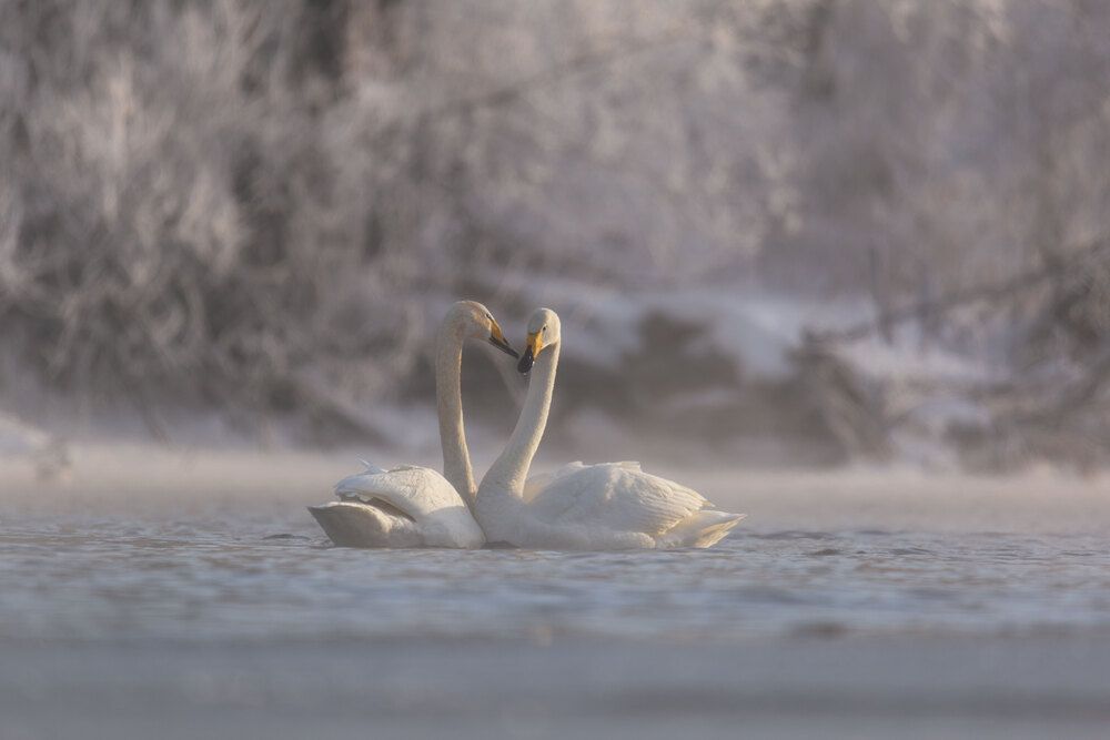 Photograph by Гарус Виктория