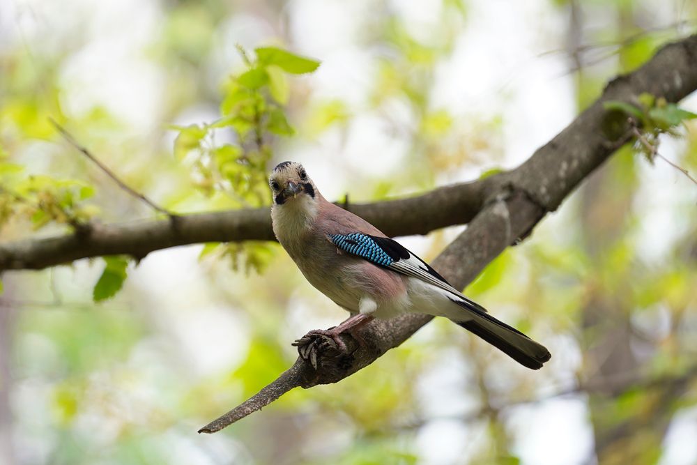 Глаза в глаза