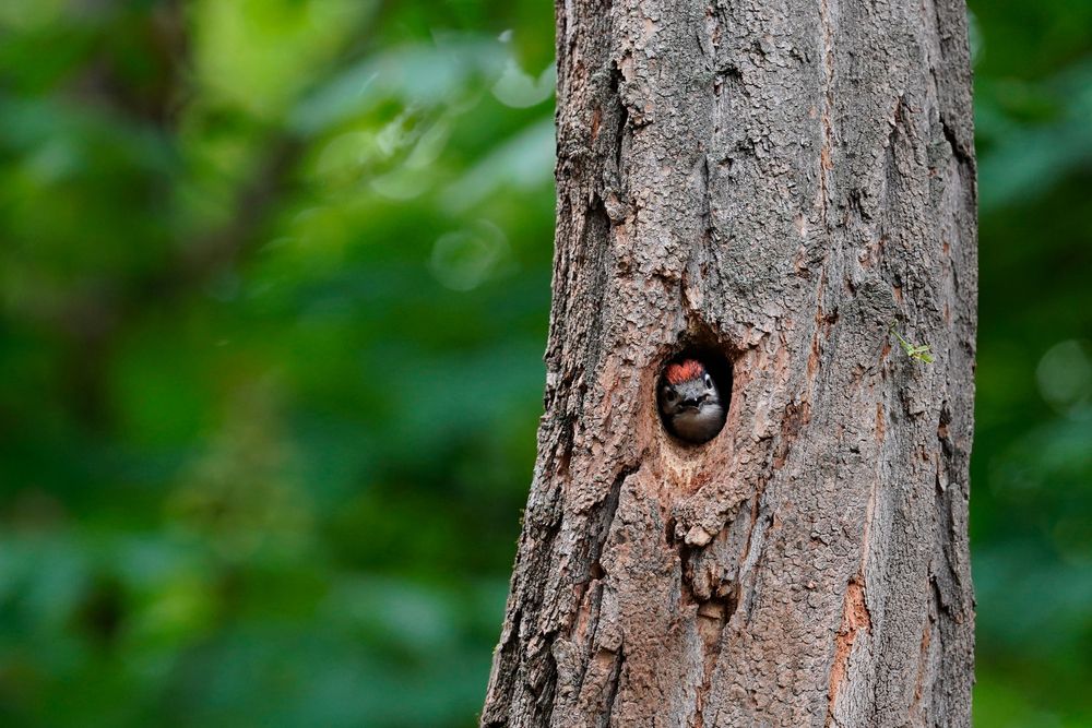 Окно в большой мир