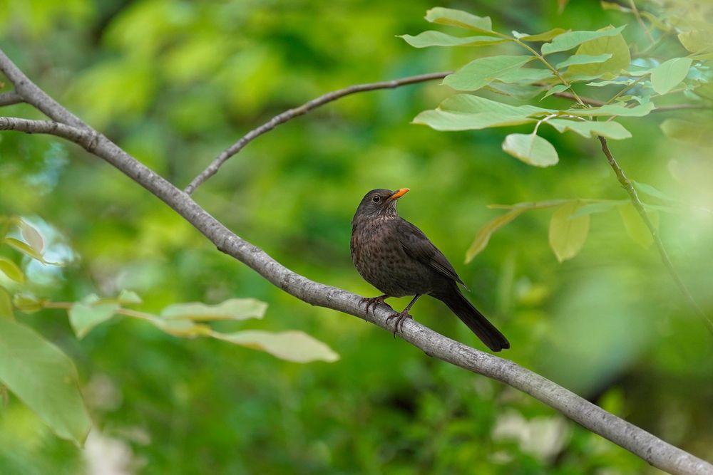 Молодой черный дрозд на ветке