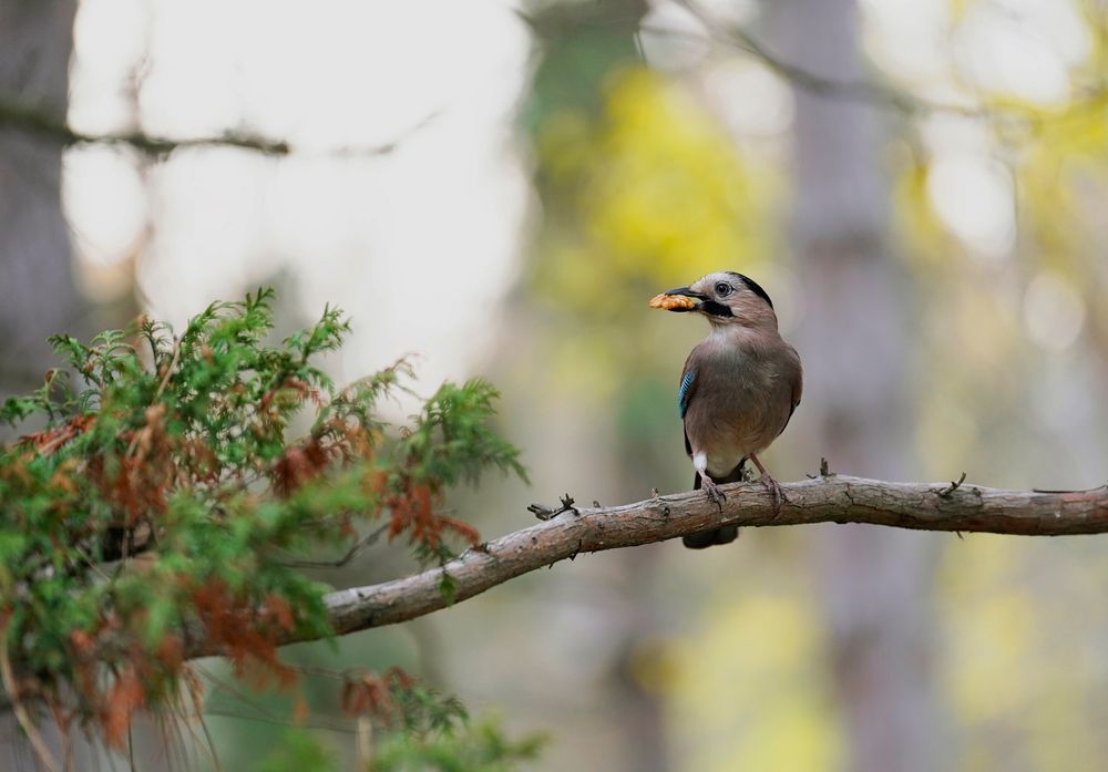 Сойка с добычей