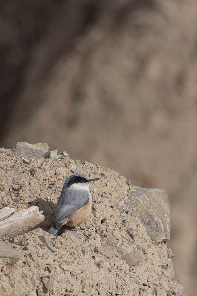 Photograph by Reza Bavani