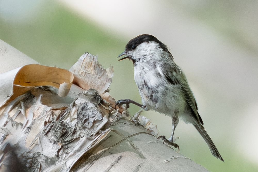 Photograph by Юлия Хобта