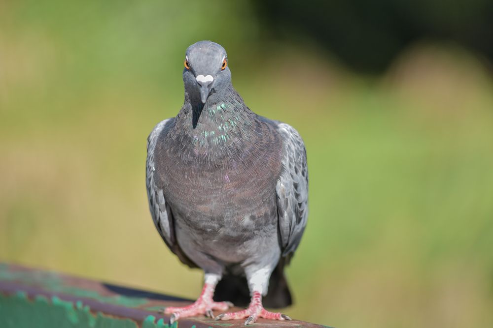 Фотография автора Tarasov Alexander