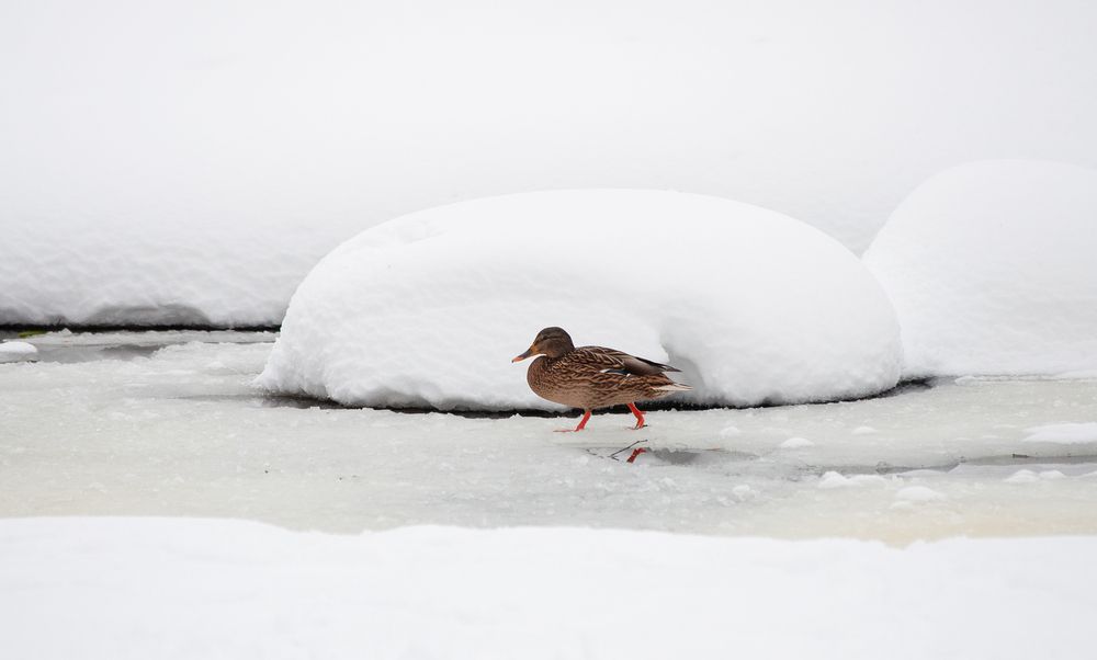 Photograph by Елена Фурашова