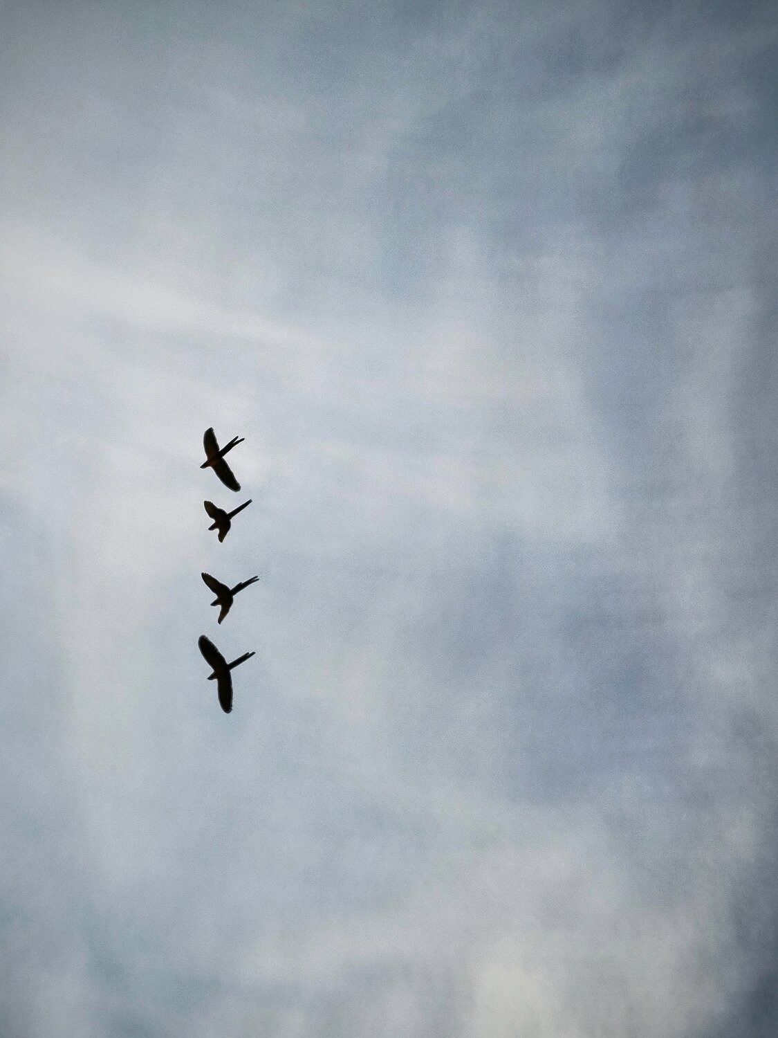 Photo #13255664
