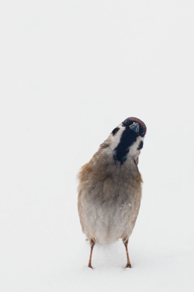 Photograph by Елена Ибрагимова