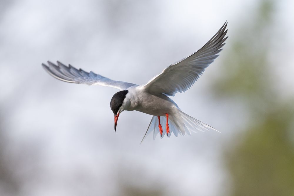 Парение в поисках рыбы
