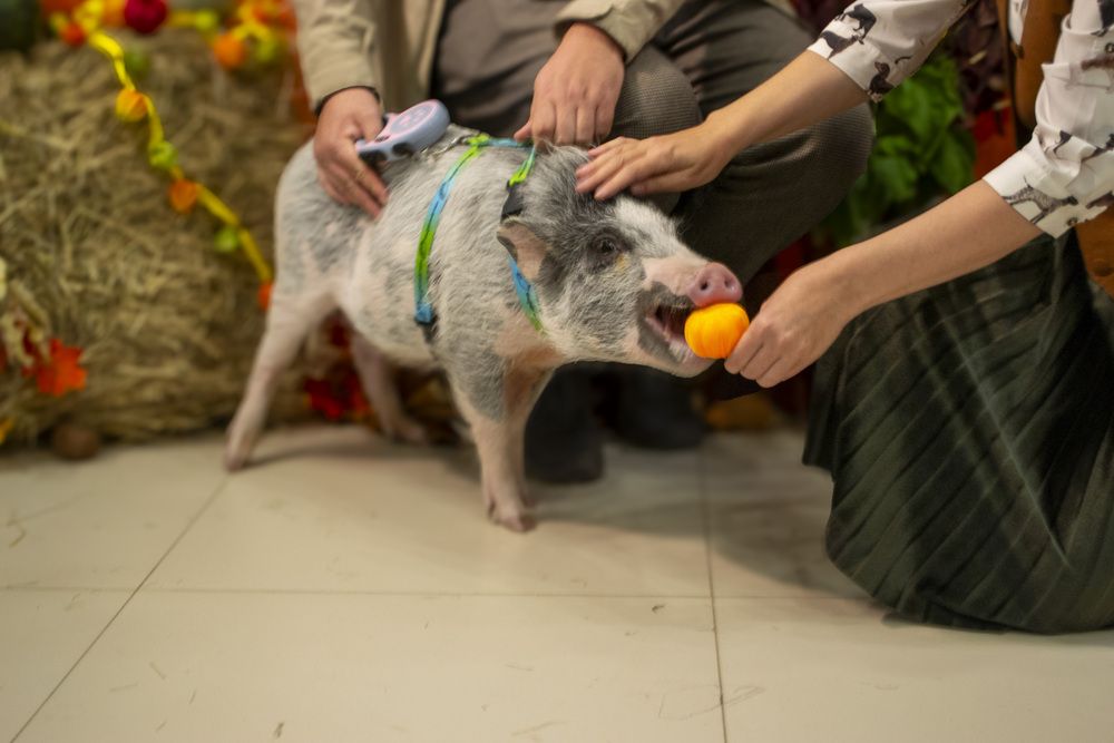 Photograph by Алиса Глыбоцкая