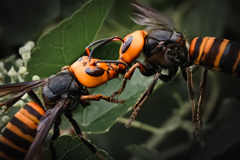 Photograph by KOHAGI