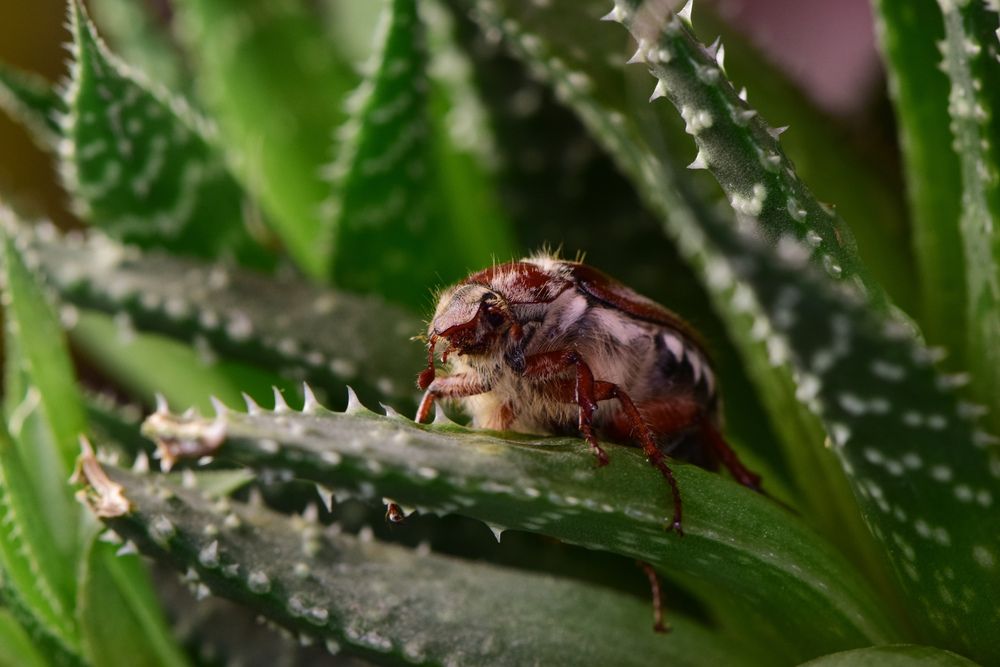 Фотография автора Tarasov Alexander