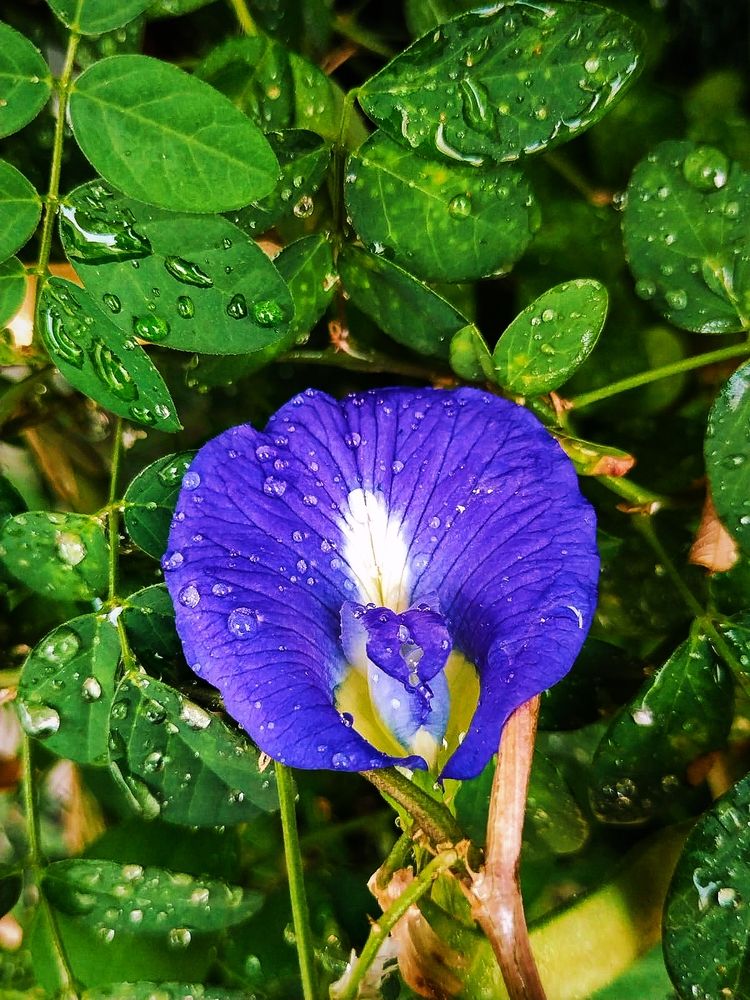 Photograph by Vidhi Khurana